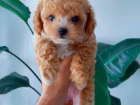 Teacup Maltipoo 2 aylık teacup Toy Poodle ayarında