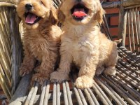 A kalite maltipoo yavrular