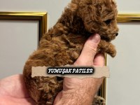SEVİMLİ IRK TOY POODLE