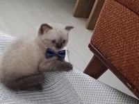 Evinizin neşesi olacak minnoş kedimiz