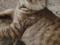 GÖZ BEBEĞİ SCOTTİSH FOLD KEDİMİZ