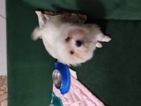 3 aylık maltese terrier yavru