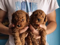 Toy poodle red brown