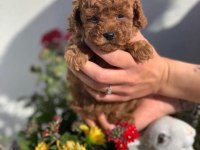 Original korekan toy poodle bebekler