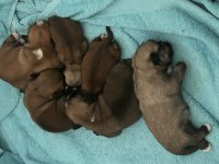 1 aylık Shih-Tzu kahverengi bebekler