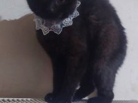 Siyah Scottish fold