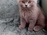 2 aylık british shorthair yavrular