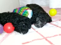 Ev içi bakılabilecek tek ırk poodle cinsidir