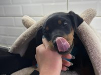 Enerjik ve Hırslı Doberman Yavrularım