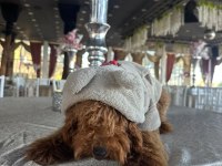 Toy poodle 6 aylık