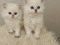 Okyanus gözlü silver point british longhair yavrular