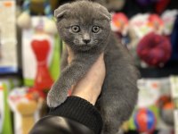 Gri ve silver scottish fold yavrular eğitimli