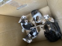 45 günlük yavru kedilerimiz