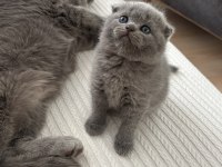 Dişi Scottish Fold Kedisi