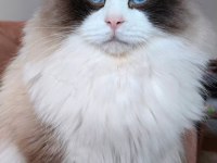 SECERELİ RAGDOLL YAVRULAR