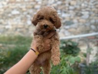 Minyatür toy poodle bebekler