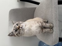 Ns24 Silver Tabby British Shorthair