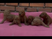 EV ÜRETİMİ SAFKAN TOY POODLE YAVRULARIMIZ