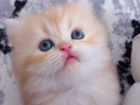 Golden british longhair anne baba şecereli 38 günlük