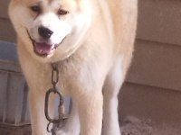 Erkek dişi japon akita