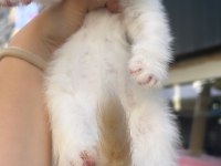 Scottish Fold Mükemmel Bebekler