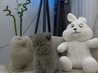Ayı Surat British Shorthair