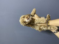 Kilo Irk ve Sağlık Garantili Poodle Kardeşler