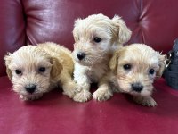 Ufacık Safkan Maltipoo Yavrularım
