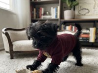 Teacup Morkie Black
