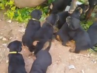 Rottweiler yavrular