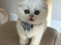 Bebek Surat Silver Scottish Fold