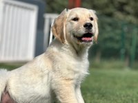 Golden Retriever Yavruları Çiftlikten