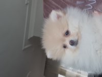 Pomeranian boo köpeğimiz