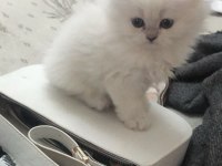 British shorthair ve british longhair kedimiz