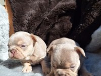 NEW SHADE İSABELLA DİŞİ FRENCH BULLDOG YAVRULAR