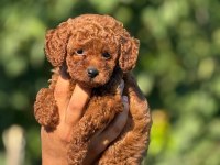 Ultra Kaliteli Poodle Yavrular
