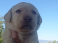 Labrador köpeği yavrularımız