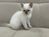 Aşılı British Shorthair