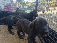 CANE CORSO BEBEKLER