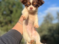 A Kalite Chihuahua Yavrumuz 