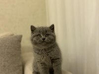 Teslime Hazır Brıtısh Shorthair Yavrukar