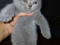 53 Günlük Gri British Shorthair Yavru