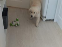 Dişi Yavru Golden Retriever