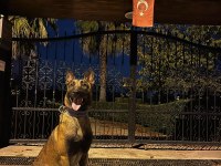 Oğlum tetik eşleştirmeye açık malinois