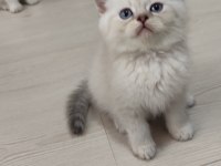 Sağlık garantili safkan kediler