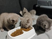 British Shorthair Her Renk Her Türden Yavrular