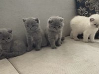 1.5 Aylık 4 tane saf British Shorthair yavrularımız