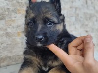 A kalite Alman kurdu yavrular