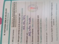 4 AYLIK AŞILARI TAM ÇİP TAKILI PASAPORTLU EĞİTİMLİ POODLE