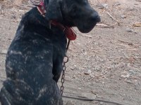 Erkek italyan mastiff (cane corso) 7 aylık safkan